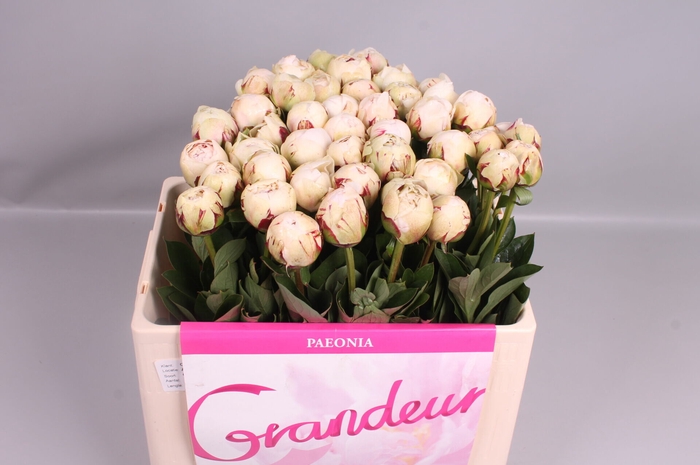 <h4>Paeonia Odile | Heavy Quality</h4>