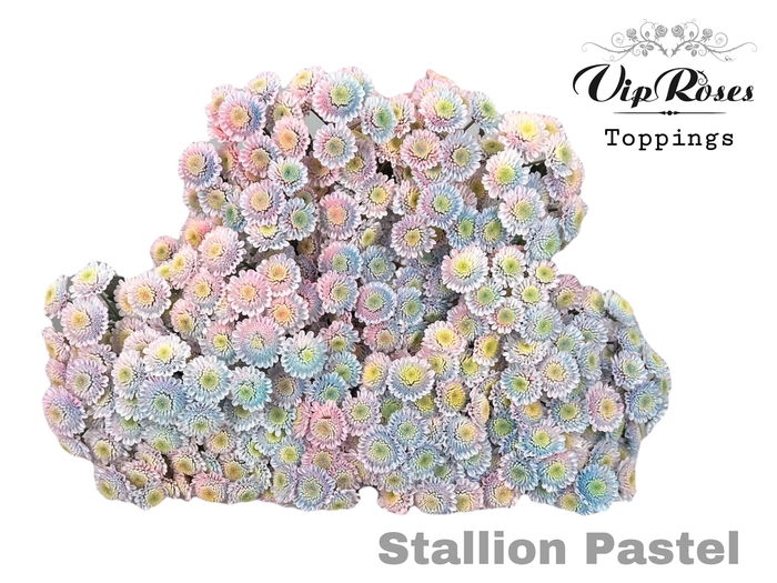 Chrys sp paint stallion pastel