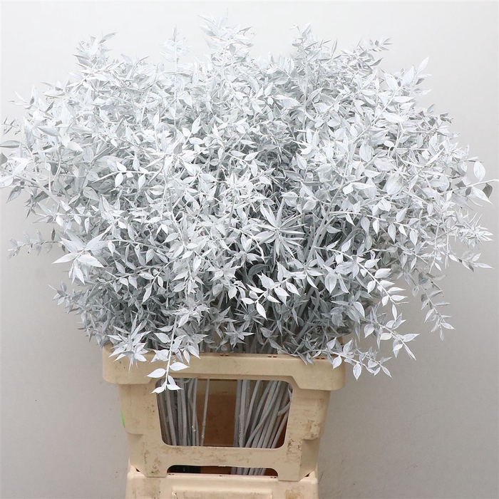 <h4>Pres Ruscus White Frosted Per Stem(5 Stems P Bs</h4>