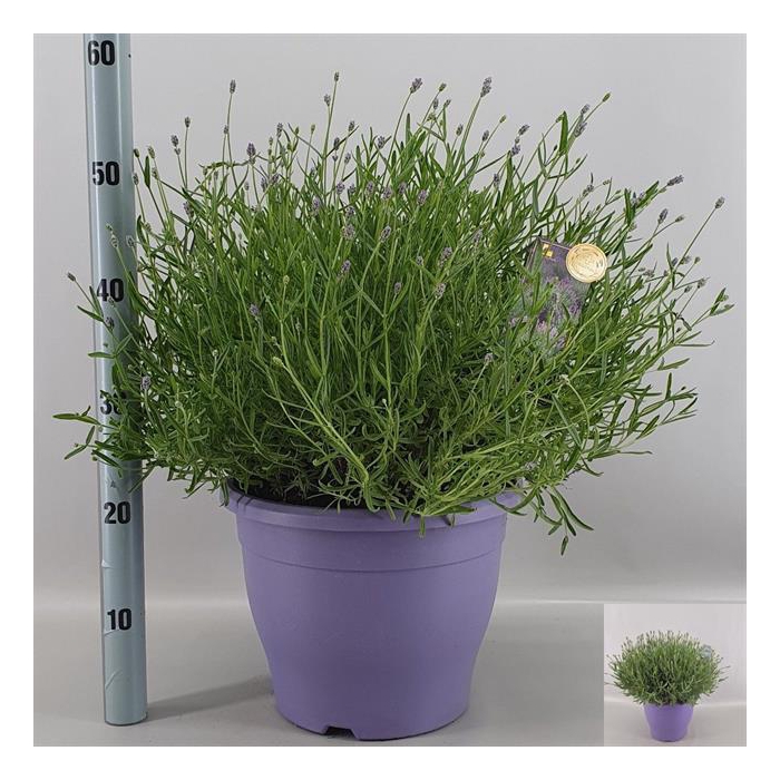 <h4>Lavandula angustifolia Essence Purple 29Ø 55cm</h4>