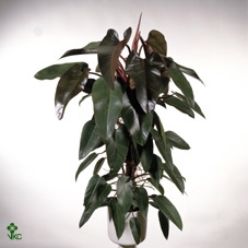 Philodendron Mandaianum 17Ø 85cm