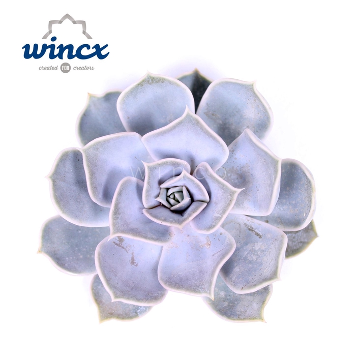 <h4>Echeveria Rinionii Cutflower Wincx-8cm</h4>