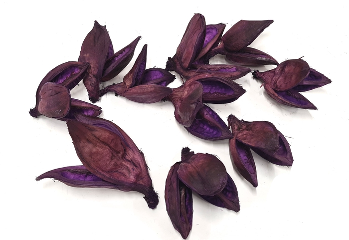 <h4>Sororoca penca flower 10pcs in poly purple</h4>