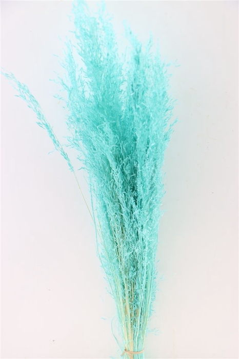 <h4>Dried Munni Grass Aqua Blue Bunch</h4>