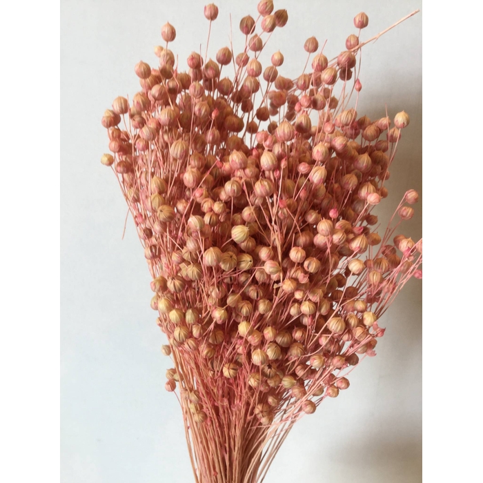 <h4>DRIED FLOWERS - LINO ANTIQUE PINK</h4>
