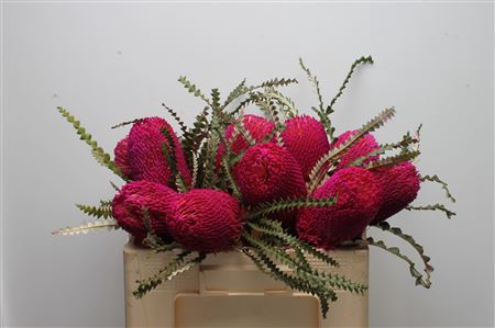 Banksia Speciosa Cerise
