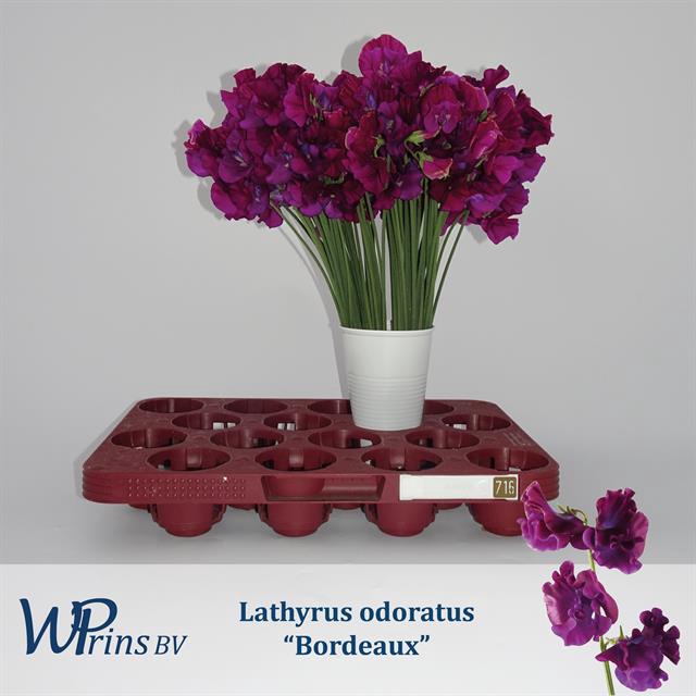 <h4>Lathyrus od bordeaux</h4>