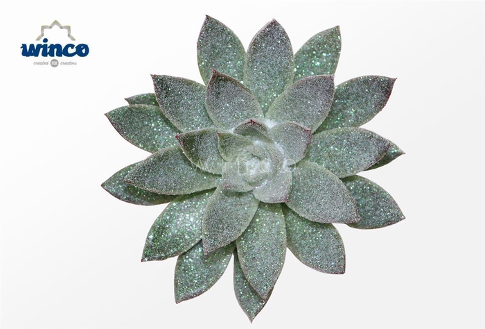 <h4>Echeveria Agavoides Glitter Pearl Cutflower Wincx-8cm</h4>