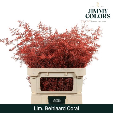 <h4>Limonium paint coral</h4>