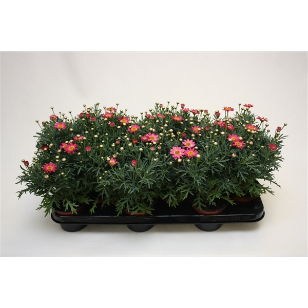 <h4>Argyranthemum frutescens La Rita Pink</h4>
