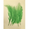 Basic Ostrich Feathers 55cm 5 Pcs Lime Green