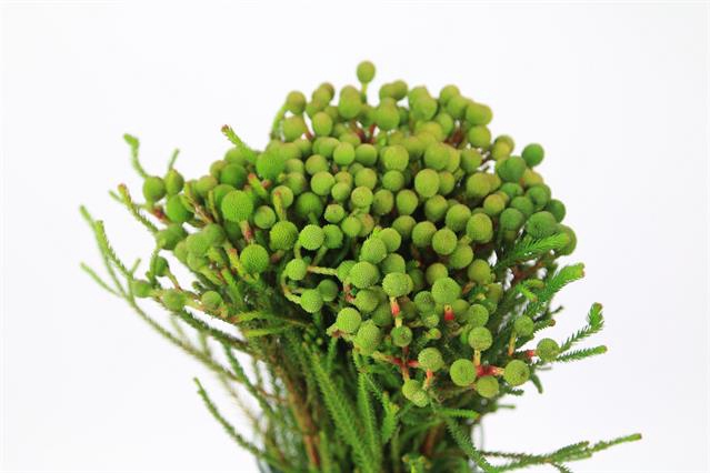 <h4>Cape green baubles berzelia galpini</h4>