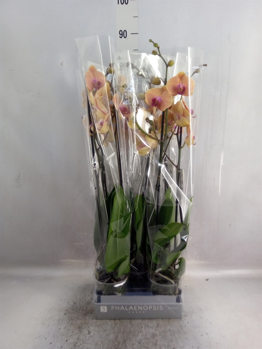 <h4>Phalaenopsis  'Caribbean Dream'</h4>