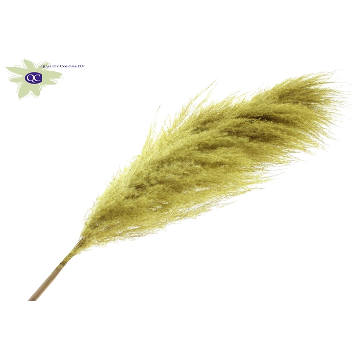 <h4>Pampas Grass ± 175cm p/pc in poly Yellow</h4>