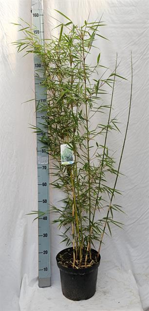 Fargesia robusta Campbell 27Ø 180cm