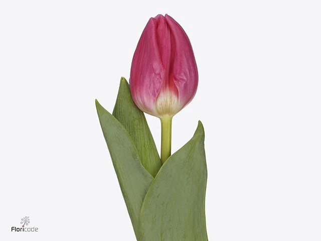 <h4>Tulipa si sirikit</h4>