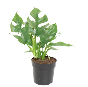 Philodendron Minima 11Ø 30cm