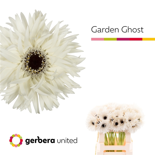 <h4>Ge Gs Garden Ghost - Gerbera United</h4>