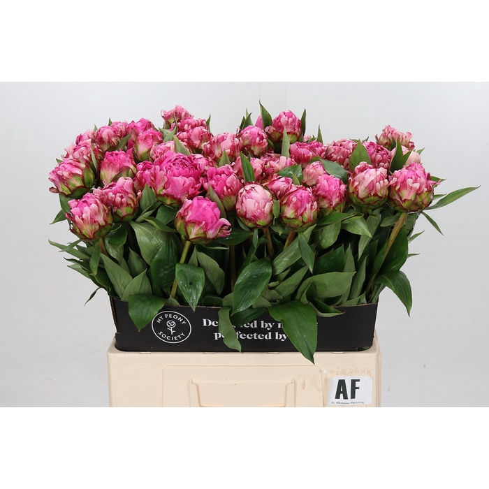 <h4>Paeonia Dr A Fleming</h4>