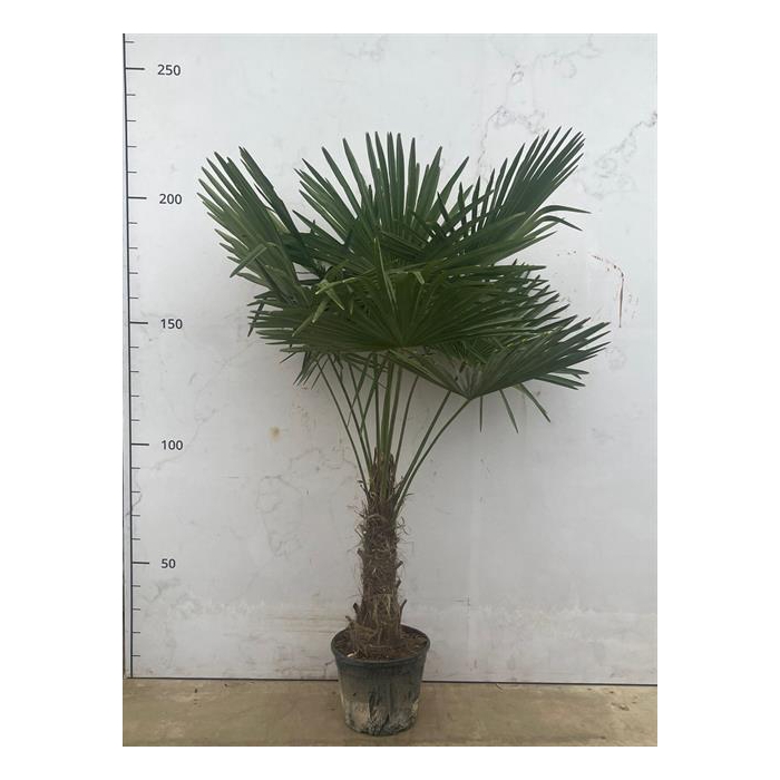 <h4>Trachycarpus fortunei 32Ø 220cm</h4>