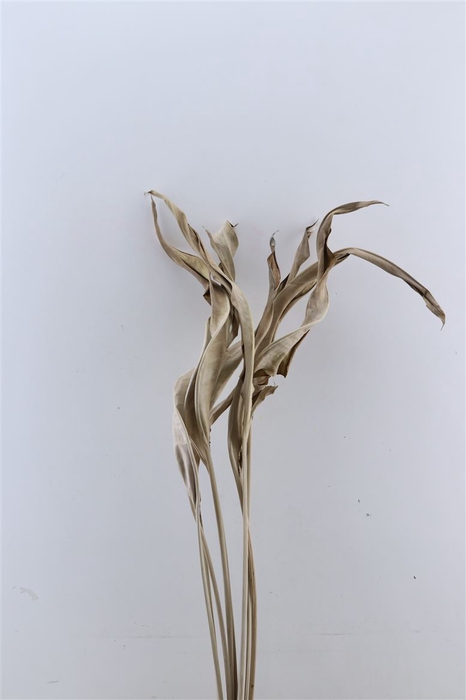 <h4>Dried Strelitziablad Naturel P Stem</h4>