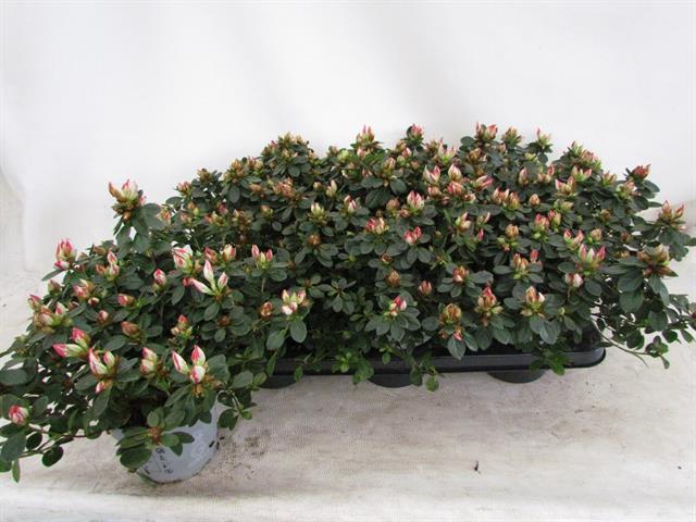 Rhododendron simsii Sachenstern 14Ø 25cm 32Ø