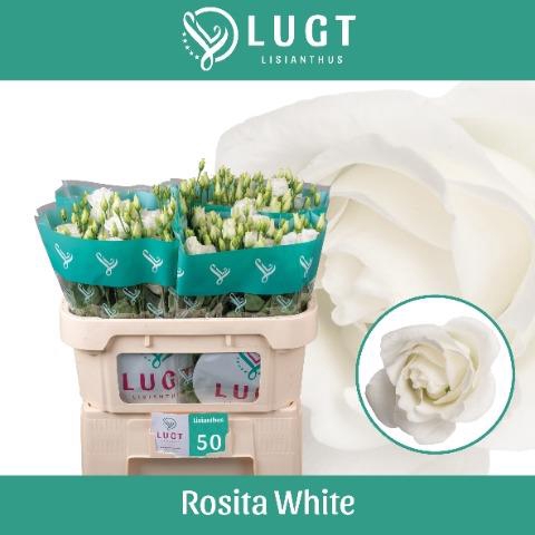 <h4>Lisianthus do rosita white</h4>