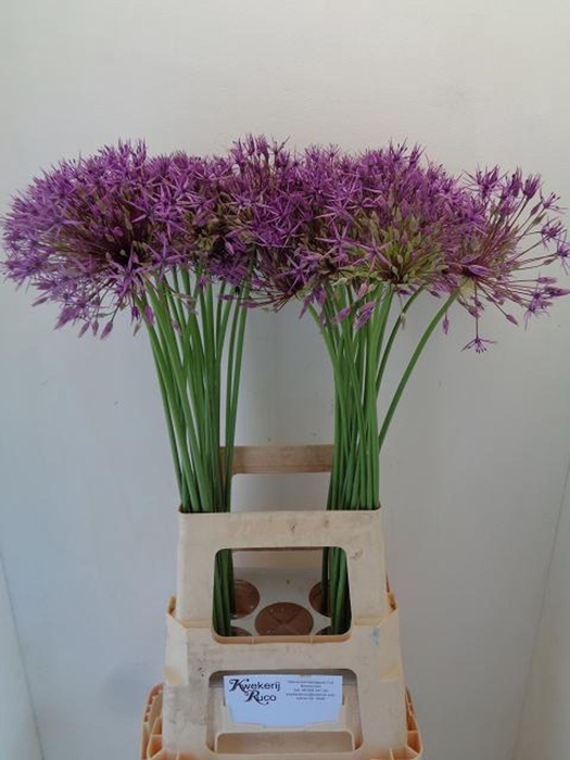<h4>Allium Purple Rain</h4>