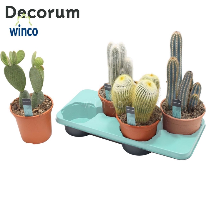 Cactus Column Mix (4spc.) (decorum) Decorum+Steker