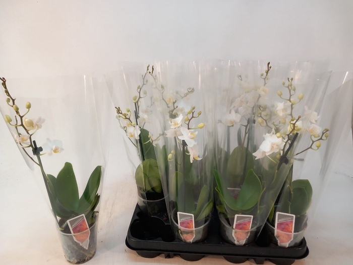 <h4>Phalaenopsis Multi wit</h4>