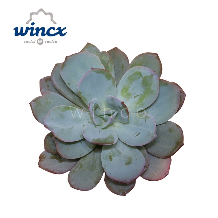 Echeveria Lauii Hybride Cutflower Wincx-10cm