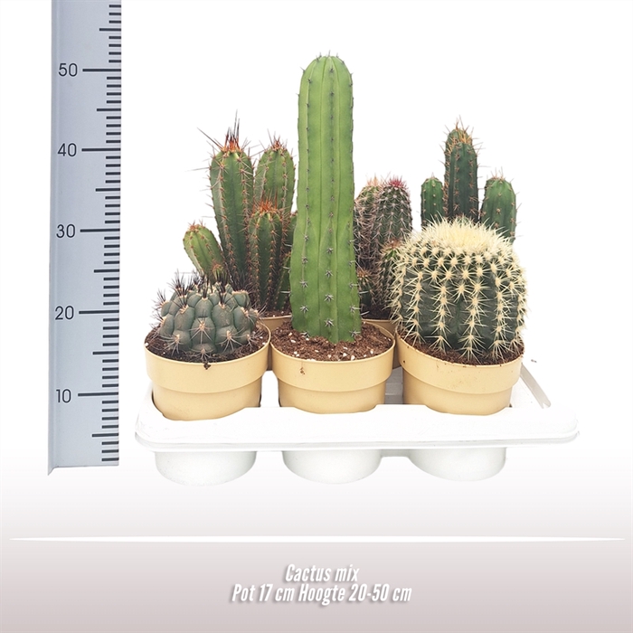 Cactus gemengd
