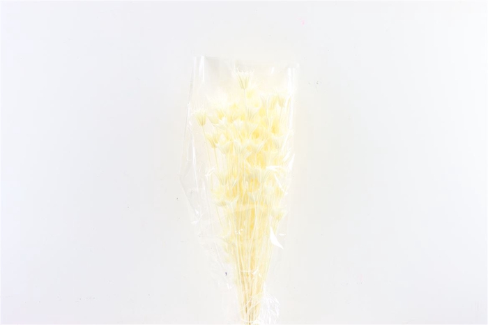<h4>Dried Nigella Orient Bleached Bunch Poly</h4>