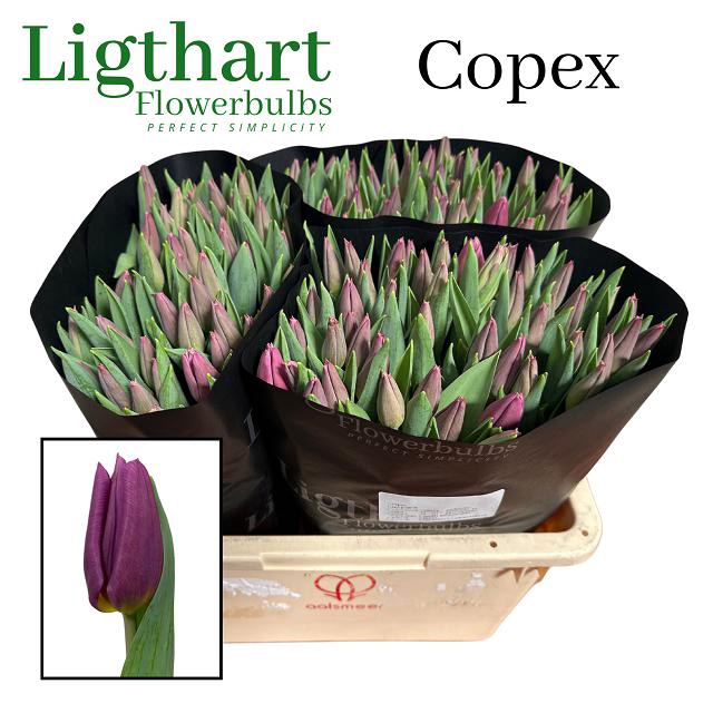 <h4>Tulipa si copex</h4>