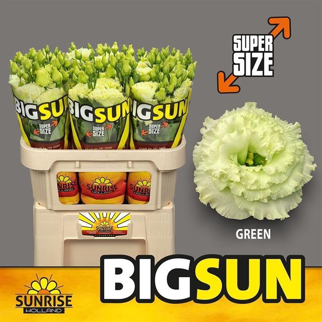 <h4>Lisianthus do big sun green</h4>