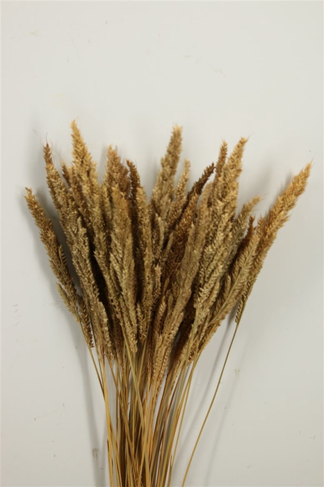<h4>Dried Pinion Grass Natural Bunch</h4>