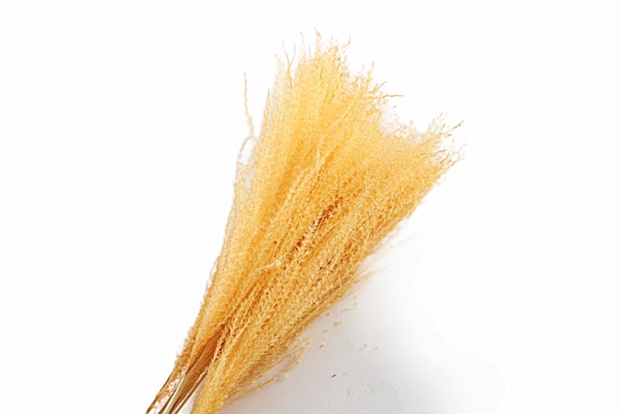 <h4>Miscanthus Yellow</h4>