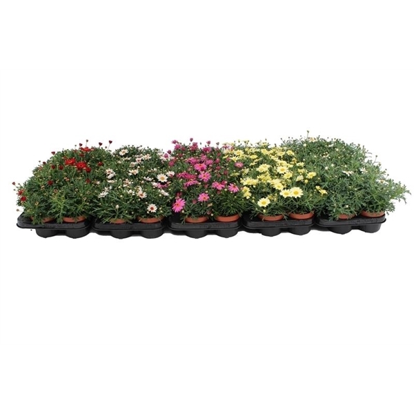 <h4>Margriet Frutescens Mix Layer</h4>