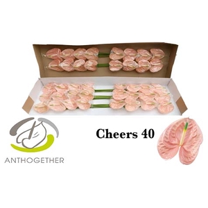 ANTH A CHEERS 40 smart pack