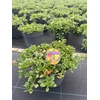 Perkplanten 19 cm Portulaca Happy Colors 3 kleuren per pot