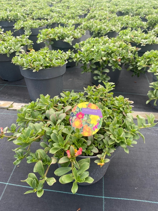 Perkplanten 19 cm Portulaca Happy Colors 3 kleuren per pot