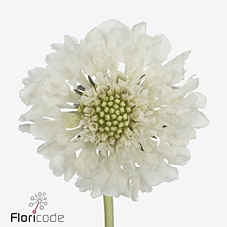 <h4>Scabiosa focal scoop wite</h4>