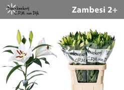 Lilium oriental Zambesi 2 flores