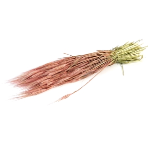 DRIED FLOWERS - HORDEUM FROSTED PINK