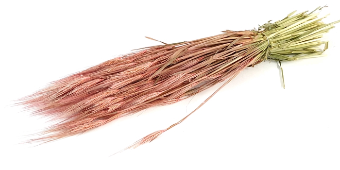 DRIED FLOWERS - HORDEUM FROSTED PINK