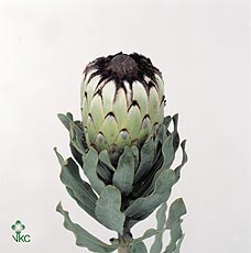 Protea barbigera niobe