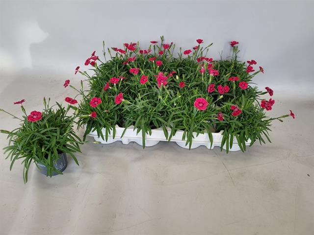 <h4>DIANTHUS MINI ANJER BERRY RED P7</h4>