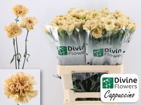 <h4>Dianthus st cappuccino</h4>