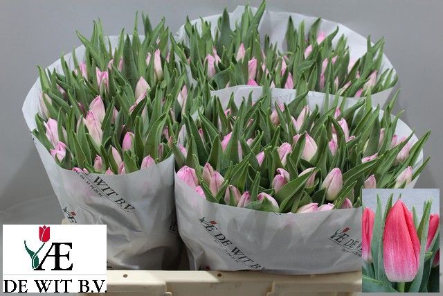 <h4>Tulipa si bolroyal pink</h4>