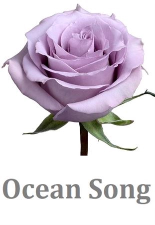 <h4>R Gr Ocean Song</h4>